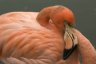 American Flamingo (<em>Phoenicopterus ruber ruber</em>), Rare Species Conservation Centre, Sandwich, UNITED KINGDOM