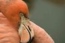 American Flamingo (<em>Phoenicopterus ruber ruber</em>), Rare Species Conservation Centre, Sandwich, UNITED KINGDOM