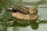 Bernier’s Teal (<em>Anas bernieri</em>), Rare Species Conservation Centre, Sandwich, UNITED KINGDOM