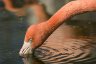 American Flamingo (<em>Phoenicopterus ruber ruber</em>), Rare Species Conservation Centre, Sandwich, UNITED KINGDOM