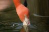 American Flamingo (<em>Phoenicopterus ruber ruber</em>), Rare Species Conservation Centre, Sandwich, UNITED KINGDOM