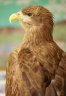 Steppe Eagle (<em>Aquila nipalensis</em>), Eagle Heights WP, Eynsford, Kent, UNITED KINGDOM