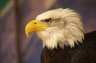 Bald Eagle (<em>Haliaeetus leucocephalus</em>), Eagle Heights WP, Eynsford, Kent, UNITED KINGDOM