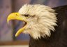 Bald Eagle (<em>Haliaeetus leucocephalus</em>), Eagle Heights WP, Eynsford, Kent, UNITED KINGDOM