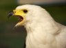 African Fish-eagle (<em>Haliaeetus vocifer</em>), Eagle Heights WP, Eynsford, Kent, UNITED KINGDOM