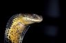 King Cobra (<em>Ophiophagus hannah</em>), King Cobra Village (Ban Khok Sangha), THAILAND