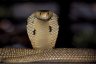 Monocled Cobra (<em>Naja kaouthia</em>), King Cobra Village (Ban Khok Sangha), THAILAND