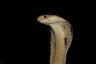 Monocled Cobra (<em>Naja kaouthia</em>), King Cobra Village (Ban Khok Sangha), THAILAND