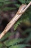 Oriental Garden Lizard (<em>Calotes versicolor</em>) juv., Khao Sok National Park, THAILAND