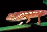 Panther Chameleon (<em>Furcifer pardalis</em>) juv., Nosy Mangabe Special Reserve, MADAGASCAR
