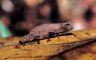 Pigmy Chameleon (<em>Brookesia (minima) peyrierasi</em>), Nosy Mangabe Special Reserve, MADAGASCAR