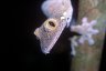 Giant Leaf-tailed Gecko (<em>Uroplatus fimbriatus</em>), Nosy Mangabe Special Reserve, MADAGASCAR