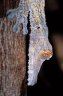 Giant Leaf-tailed Gecko (<em>Uroplatus fimbriatus</em>), Nosy Mangabe Special Reserve, MADAGASCAR