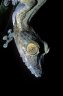 Giant Leaf-tailed Gecko (<em>Uroplatus fimbriatus</em>), Nosy Mangabe Special Reserve, MADAGASCAR