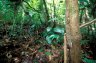 Giant Leaf-tailed Gecko (<em>Uroplatus fimbriatus</em>), Nosy Mangabe Special Reserve, MADAGASCAR