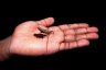 Pigmy Chameleons (<em>Brookesia (minima) peyrierasi</em>), Nosy Mangabe Special Reserve, MADAGASCAR