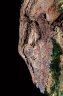 Henkel’s Leaf-tailed Gecko (<em>Uroplatus henkeli</em>), Ankarana National Park, MADAGASCAR