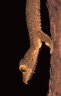 Henkel’s Leaf-tailed Gecko (<em>Uroplatus henkeli</em>), Ankarana National Park, MADAGASCAR