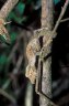 Giant Leaf-tailed Gecko (<em>Uroplatus fimbriatus</em>) juv., Montagne d‘Ambre National Park, MADAGASCAR