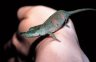 Blue-nosed Chameleon (<em>Calumma boettgeri</em>), Montagne d‘Ambre National Park, MADAGASCAR