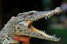 <p>Semi-adult Cuban Crocodile (<em>Crocodylus rhombifer</em>), Crocodile Farm, Boca de Guamá Tourist Complex, Zapata Peninsula, CUBA</p>