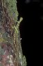Flying Lizard (<em>Draco</em> sp.), near the Clearwater Cave, Gunung Mulu National Park, Sarawak, Borneo, MALAYSIA