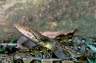Semi-adult Reticulated Python (<em>Python reticulatus</em>), Pulau Tiga National Park, Sabah, Borneo, MALAYSIA