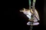 Whipping Frog (<em>Polypedates</em> sp., Rhacophoridae), Pulau Tiga National Park, Sabah, Borneo, MALAYSIA