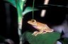 Moss Frog (Rhacophoridae), Pulau Tiga National Park, Sabah, Borneo, MALAYSIA