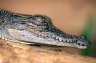 New Guinea Crocodile (<em>Crocodylus novaeguineae</em>) juv., Mino, Upper Sepik River, PAPUA NEW GUINEA