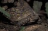 <p>Leopard Tortoise (<em>Geochelone pardalis</em>), Babati Snake Farm, near the Arusha National Park, TANZANIA</p>