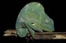 Usambara Three-horned Chameleon (<em>Chamaeleo deremensis</em>) female, Amani Nature Reserve, Usambara Mt., TANZANIA