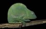 <p>Usambara Three-horned Chameleon (Chamaeleo deremensis) female, Amani Nature Reserve, Usambara Mt., TANZANIA</p>