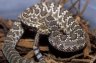 Northern Mohave Rattlesnake (<em>Crotalus scutulatus scutulatus</em>) juv., private collection, SLOVAKIA