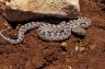 Khosatzki’s Saw-scaled Viper (<em>Echis khosatzkii</em>), semi-adult from Sadah, Dhofar, OMAN