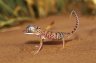 Middle Eastern Short-fingered Gecko (<em>Stenodactylus doriae</em>), between Al Hawiyah and Al-Mintirib, Wahiba Sands, OMAN