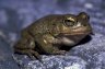 <p>Toad (<em>Bufo </em>sp.), Wadi Bimah, near Az Zammah, between Bilad Sayt and Ar Rustaq, OMAN</p>