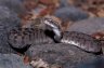 Burton’s Carpet Viper (<em>Echis coloratus</em>) from Nakhal, OMAN, Seyad Mohammed Farook's collection, Sultan Qaboos University, Muscat, OMAN