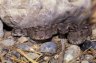 Burton’s Carpet Viper (<em>Echis coloratus</em>) from Nakhal, OMAN, Seyad Mohammed Farook's collection, Sultan Qaboos University, Muscat, OMAN