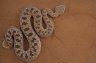 <p>Arabian horned viper (<em>Cerastes gasparetti </em>) from Al-Kamil, Jalan, Wahiba Sands, Oman, Seyad Mohammed Farook's collection, Sultan Qaboos University, Muscat, Oman</p>