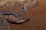 Arabian Horned Viper (<em>Cerastes gasparetti</em>) from Al-Kamil, Jalan, Wahiba Sands, OMAN, Seyad Mohammed Farook's collection, Sultan Qaboos University, Muscat, OMAN