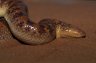 Saudi Arabian Sand Boa (<em>Eryx jayakari</em>) male from Muscat area, OMAN, Seyad Mohammed Farook's collection, Sultan Qaboos University, Muscat, OMAN