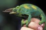 Three-horned Chameleon (<em>Chamaeleo jacksonii</em>) male, Musée Vivant, Bujumbura, BURUNDI