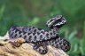 European Adder (<em>Vipera berus berus</em>) male, Zempleni Conservation Area, HUNGARY