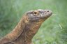 Komodo Monitor Lizard (<em>Varanus komodoensis</em>), Ragunan Zoo, Jakarta, Java, INDONESIA