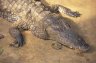 Nile Crocodile (<em>Crocodylus niloticus</em>), DiPi Crocodile Farm, Assouindé, Côte d'Ivoire (CÔTE D’IVOIRE (IVORY COAST)