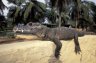 Dwarf Crocodile (<em>Osteolaemus tetraspis</em>), DiPi Crocodile Farm, Assouindé, Côte d'Ivoire (CÔTE D’IVOIRE (IVORY COAST)