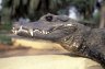 Dwarf Crocodile (<em>Osteolaemus tetraspis</em>), DiPi Crocodile Farm, Assouindé, Côte d'Ivoire (CÔTE D’IVOIRE (IVORY COAST)