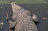 Nile Crocodile (<em>Crocodylus niloticus</em>), near the Presidential Palace, Yamoussoukro, CÔTE D’IVOIRE (IVORY COAST)