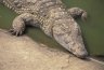 Nile Crocodile (<em>Crocodylus niloticus</em>), near the Presidential Palace, Yamoussoukro, CÔTE D’IVOIRE (IVORY COAST)